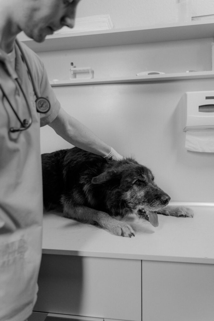 Can Dog Food Cause Seizures