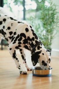dalmatian eating dog food from a bowl