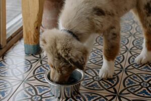 dog eating canned dog food