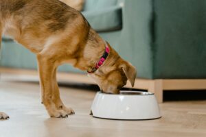 dog eating food from bowl