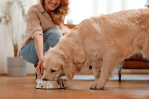 dog eating dog food from a bowl