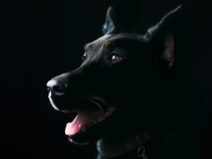happy dog smiling
