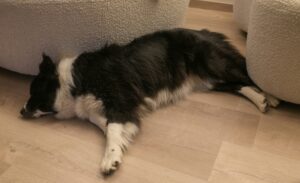 Sick Dog Sleeping on the Floor