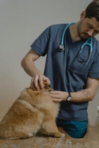 sick dog getting checked by the vet