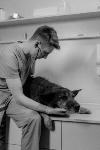 sick dog examined by vet
